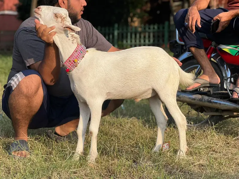 tada bakra /dhumba/sheep/bakra/healthy sheep mashlala /top quality — photo 7