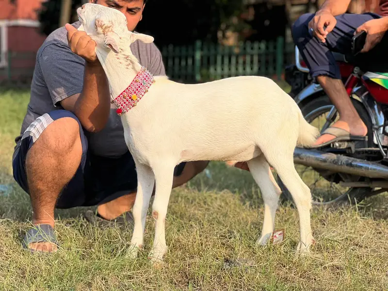 tada bakra /dhumba/sheep/bakra/healthy sheep mashlala /top quality — photo 8