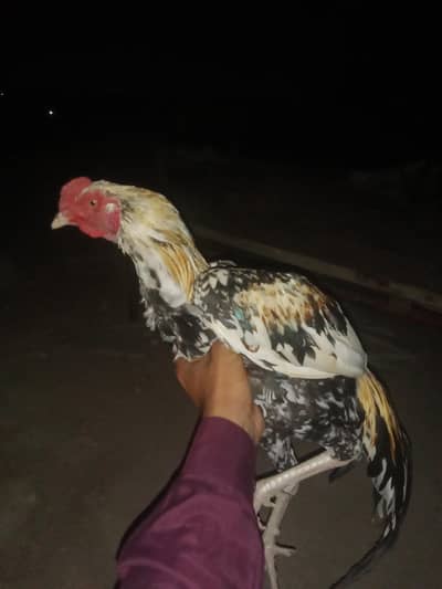 asil murgh