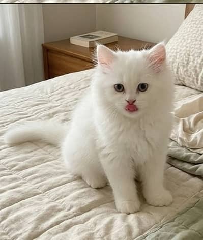 Persian cat pair