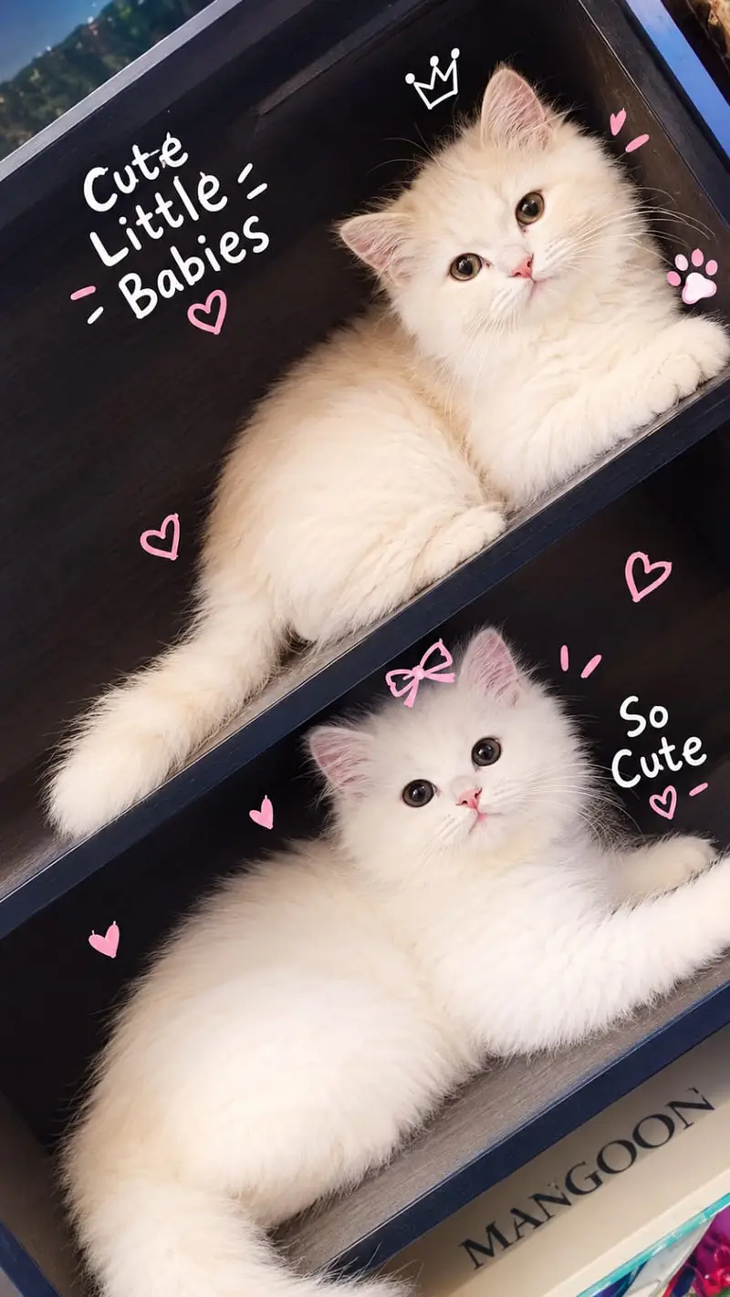 Persian cat pair — photo 3