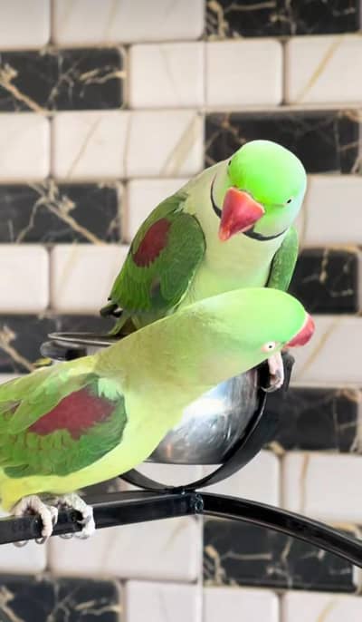 Kashmiri raw parrot for sale single and pair available