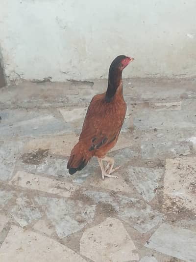 lakhi madi Watsapp 03410589860