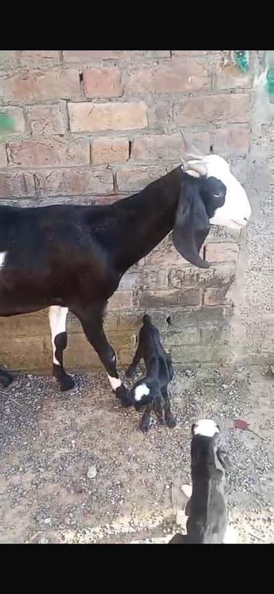 1 Ablak bakri with 2 kids             and 1 Male teda ablak print