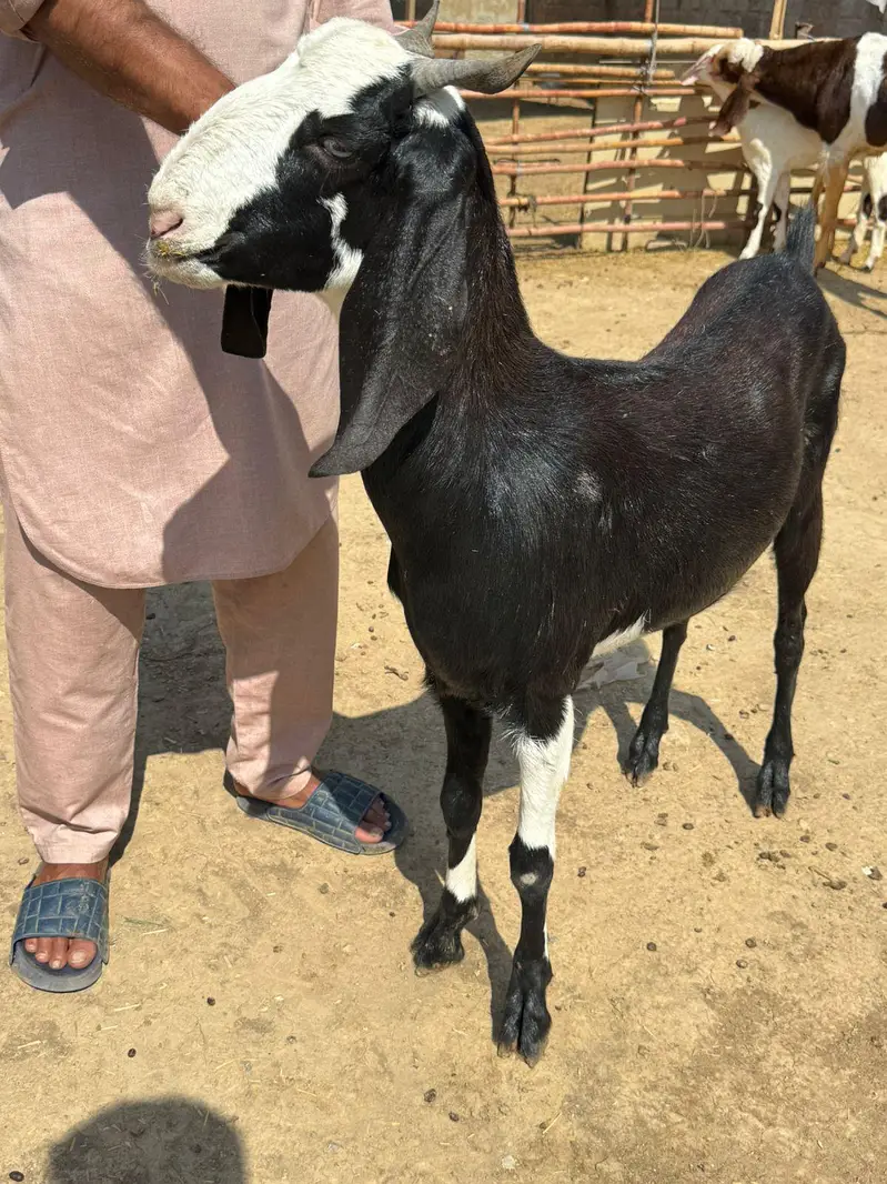 1 Ablak bakri with 2 kids             and 1 Male teda ablak print — photo 2