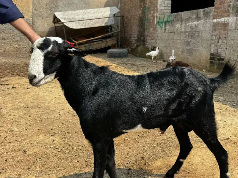 1 Ablak bakri with 2 kids             and 1 Male teda ablak print — photo 7