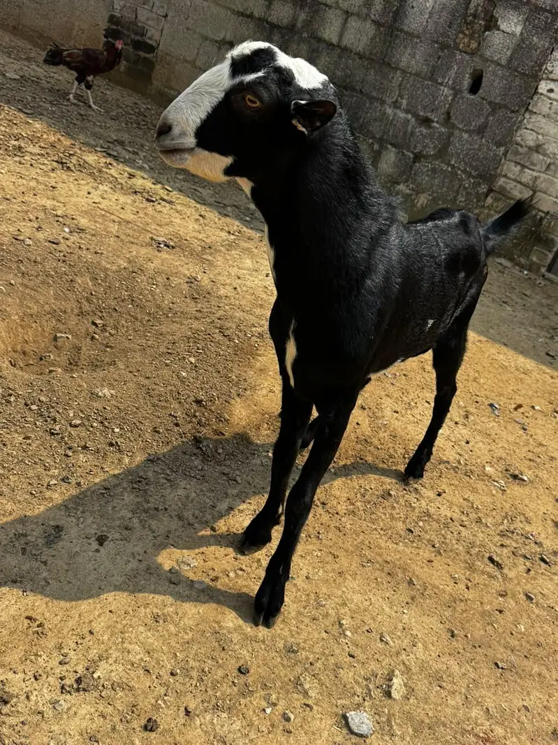 1 Ablak bakri with 2 kids             and 1 Male teda ablak print — photo 8