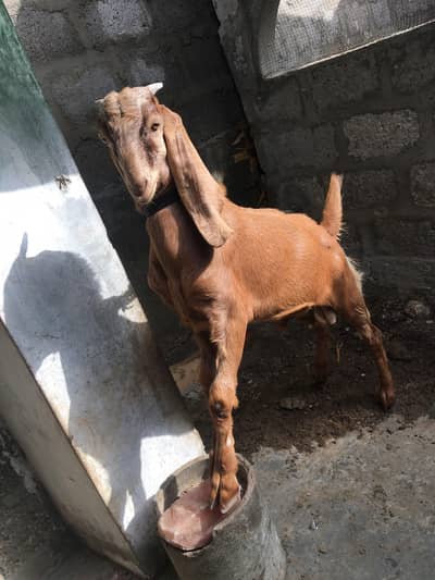 Bakra for sell jis Bhai ko Lena ho wo rabta Kari only