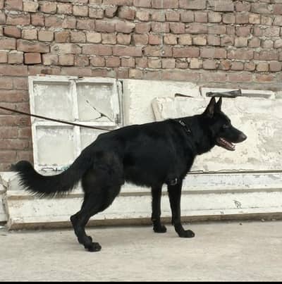 stock coat