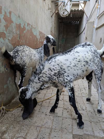 meekichina & beetal cross bread hai