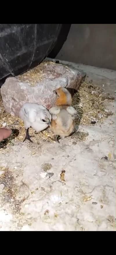 ice blue dragon chicks w. a03286582464