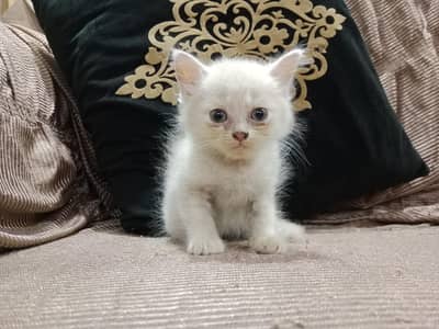 Double coated Persian female  kitten