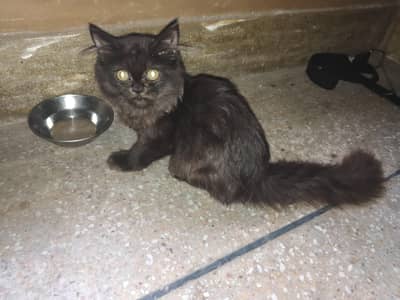 Persian male kitten available 032653 for sale 90000