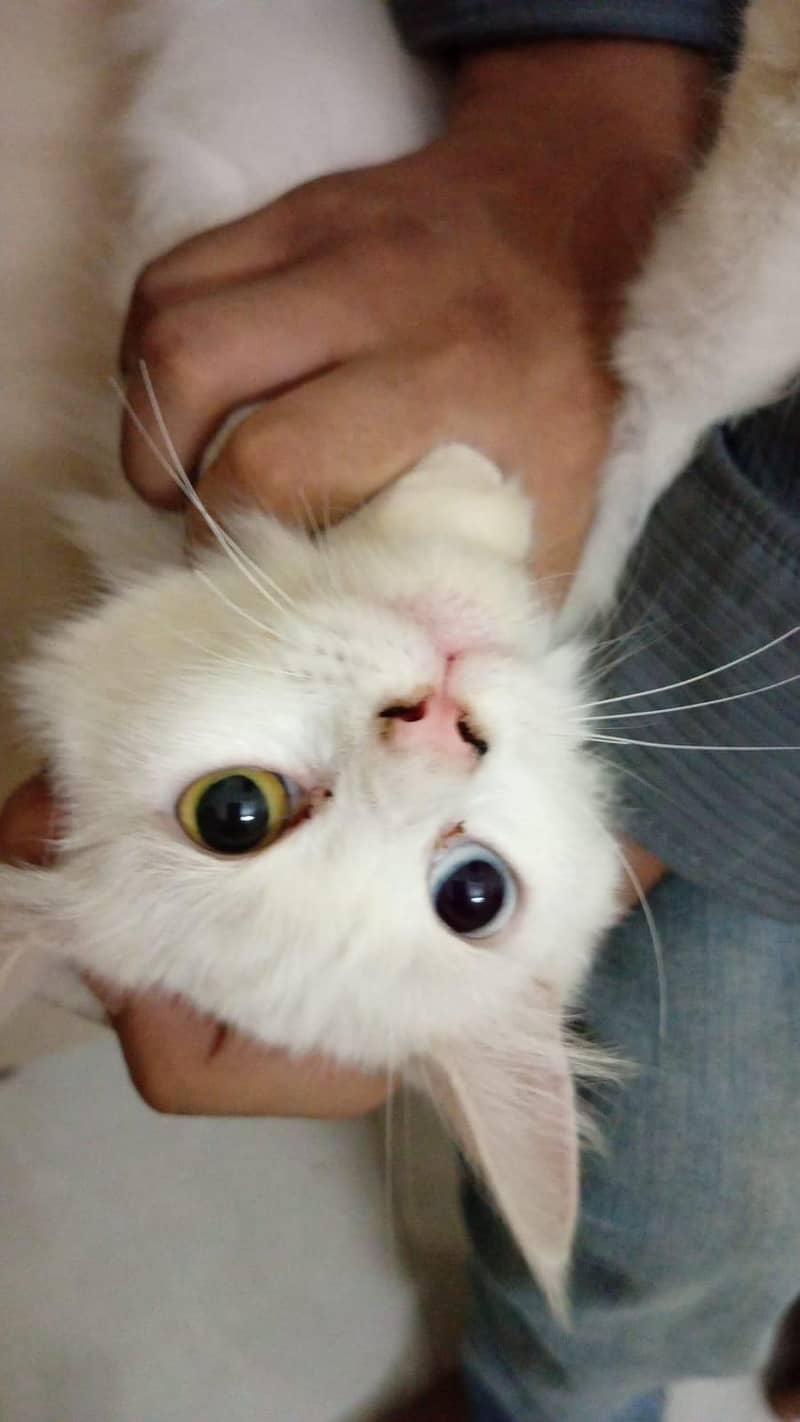 odd eyz cat 0