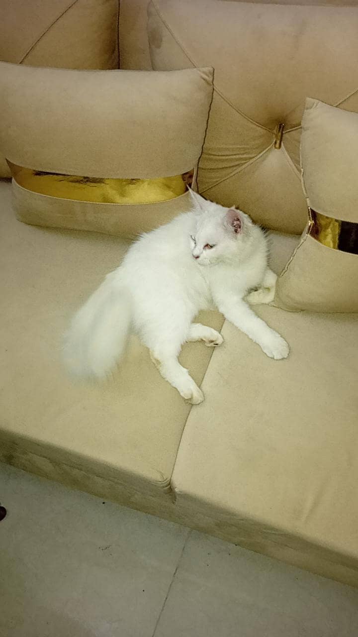 odd eyz cat 1