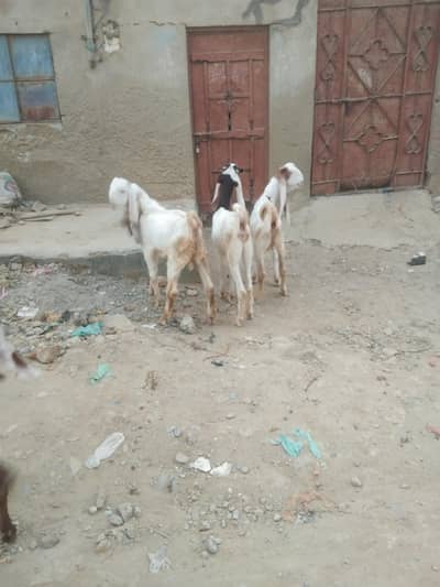 Gulabi Goats - one pair + one female - 4 months - Healthy and active