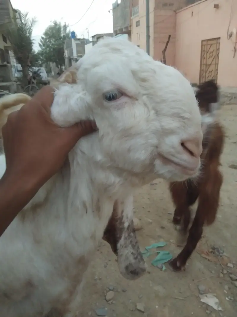 Gulabi Goats - one pair + one female - 4 months - Healthy and active — photo 2