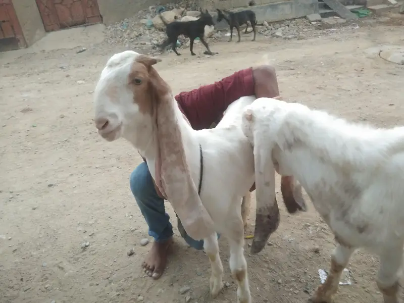 Gulabi Goats - one pair + one female - 4 months - Healthy and active — photo 3