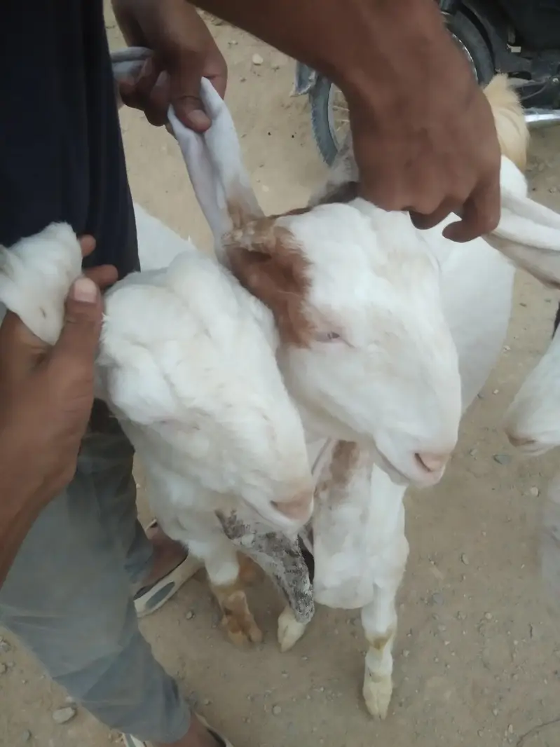 Gulabi Goats - one pair + one female - 4 months - Healthy and active — photo 4