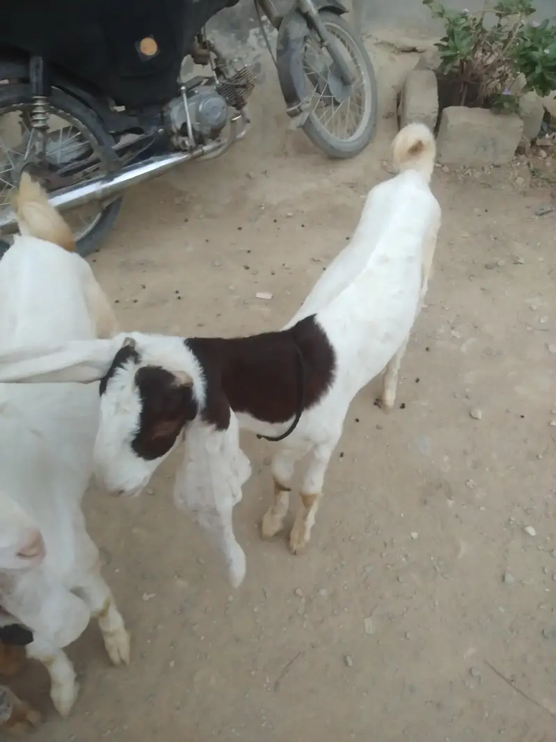 Gulabi Goats - one pair + one female - 4 months - Healthy and active — photo 5