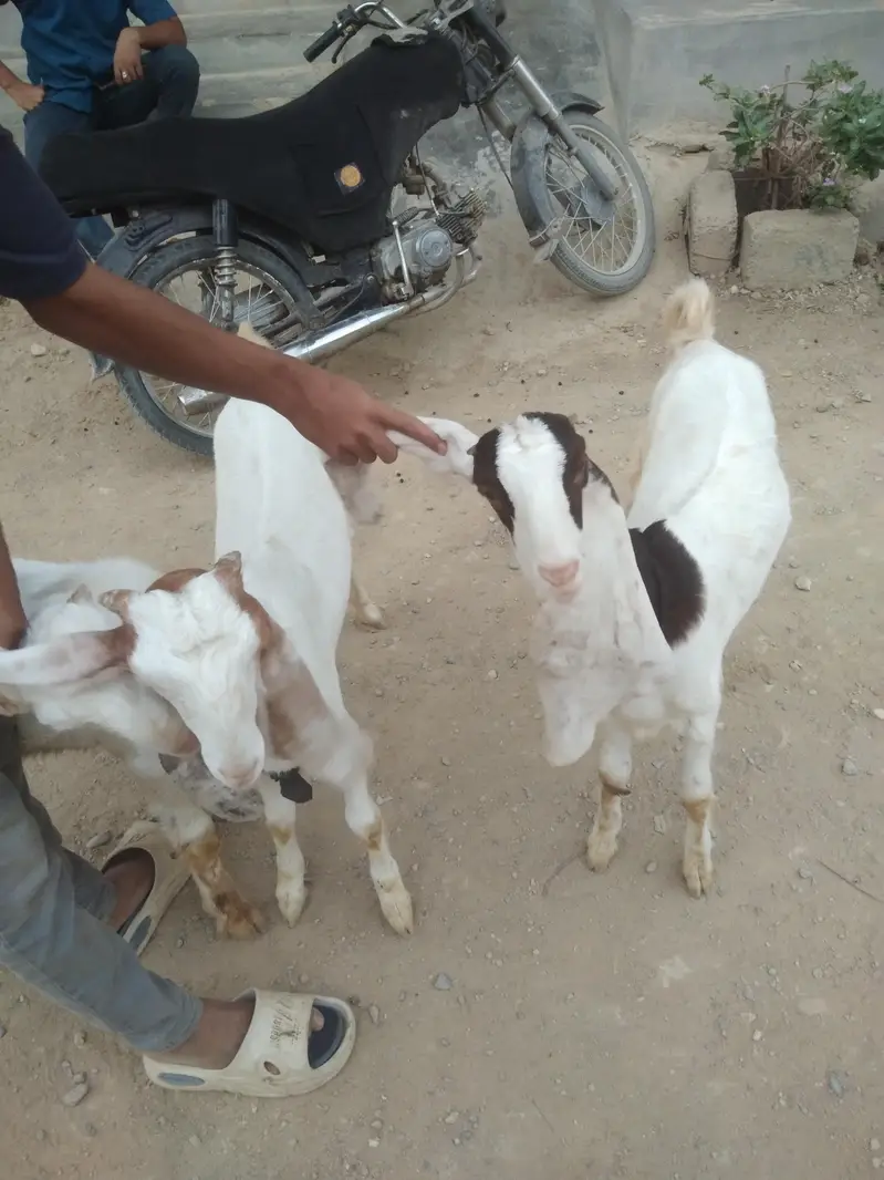 Gulabi Goats - one pair + one female - 4 months - Healthy and active — photo 6