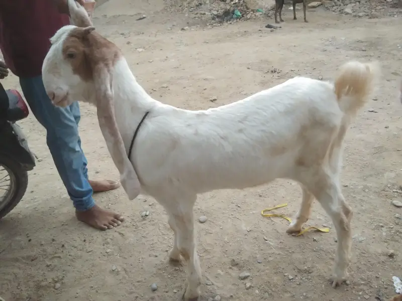 Gulabi Goats - one pair + one female - 4 months - Healthy and active — photo 7
