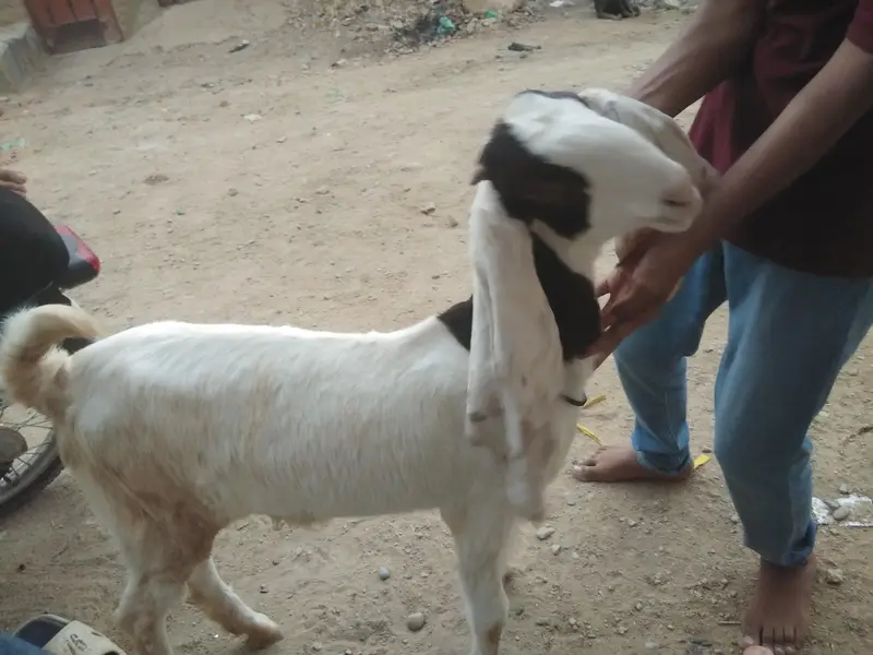 Gulabi Goats - one pair + one female - 4 months - Healthy and active — photo 8