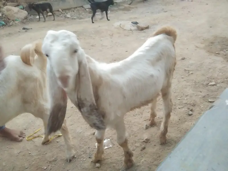Gulabi Goats - one pair + one female - 4 months - Healthy and active — photo 9