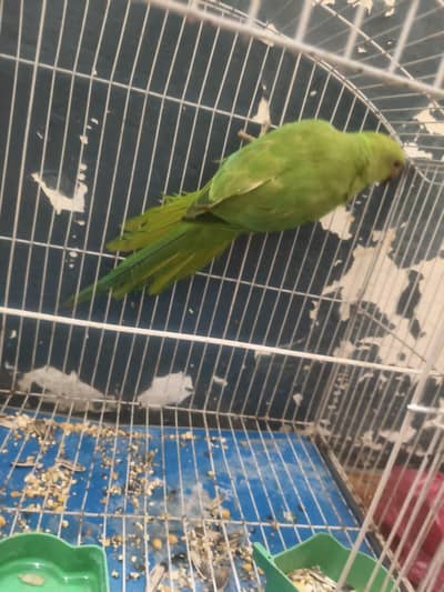 for sale 5 months