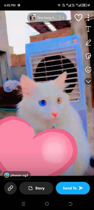 Cat for sale