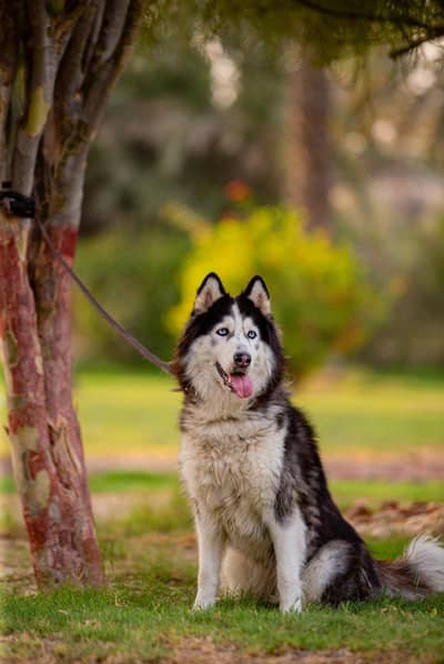husky