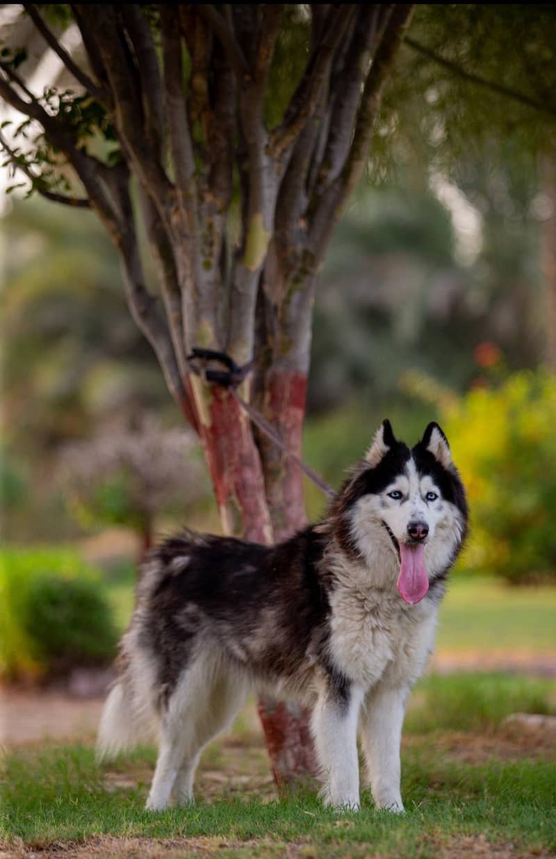 husky 1