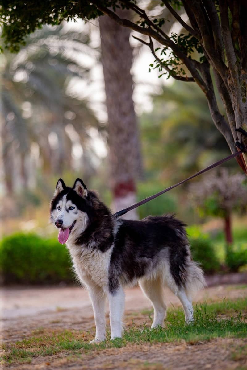 husky 2