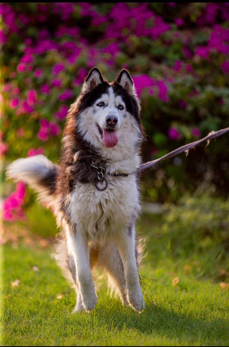 husky 3