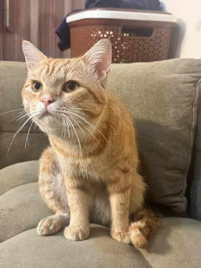 Persian Male cat