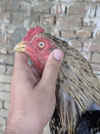 aseel java male breeder available for sale