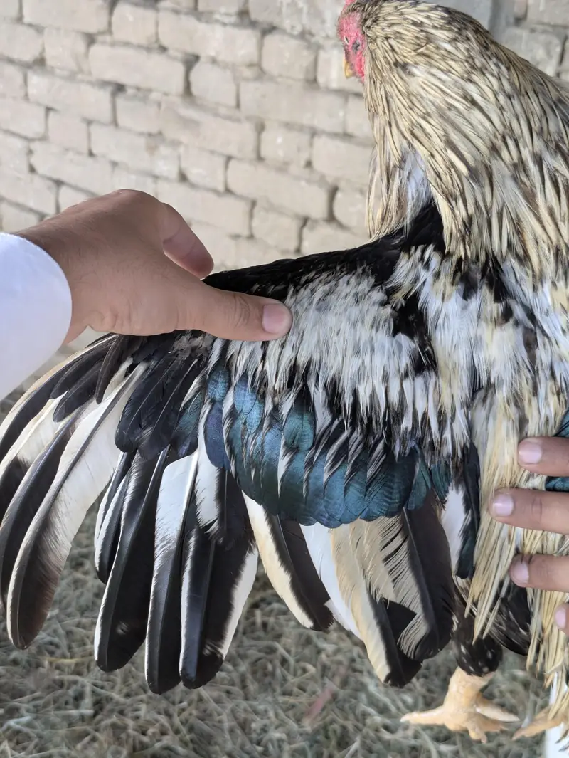 aseel miavali breeder pair available for sale — photo 2