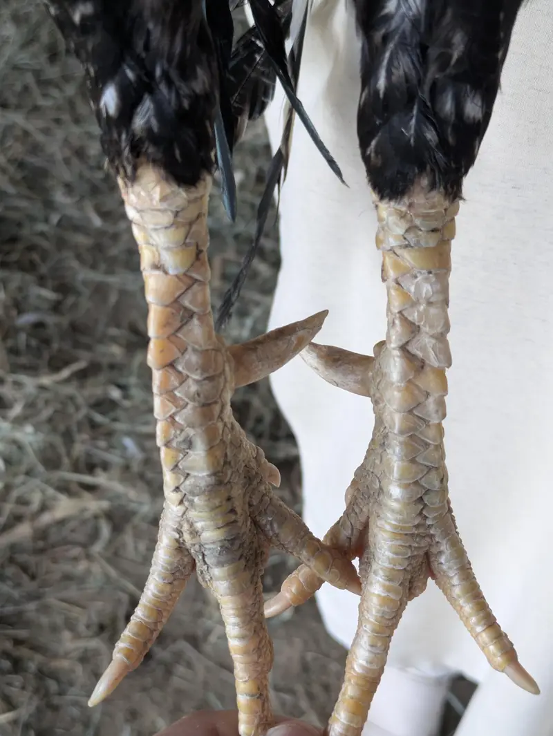 aseel miavali breeder pair available for sale — photo 4