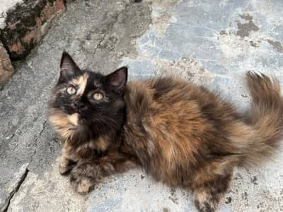 Persian Triple coated kitten . what's app : 03319614761