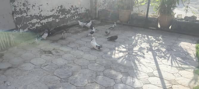 pijon for sale