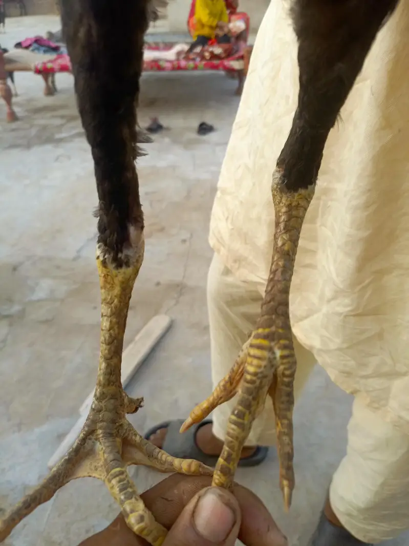 Aseel Thai For sale — photo 3
