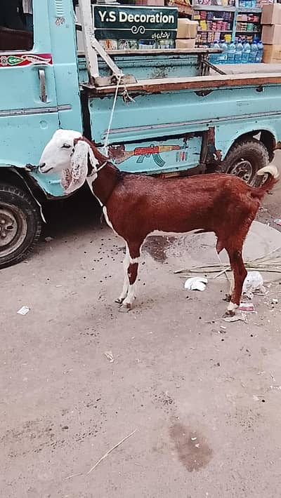 MUNDI BAKRI 4 DANT