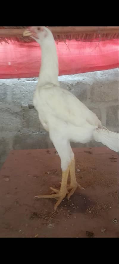 shamoo aseel pullets,pathay