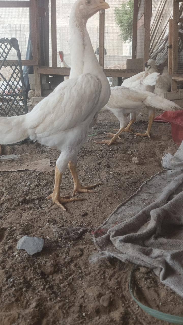 shamoo aseel pullets,pathay 1