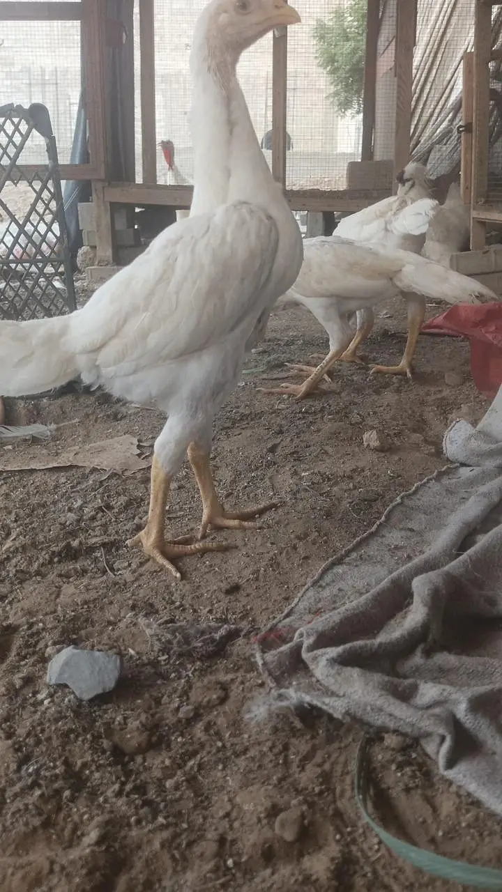 shamoo aseel pullets,pathay — photo 2