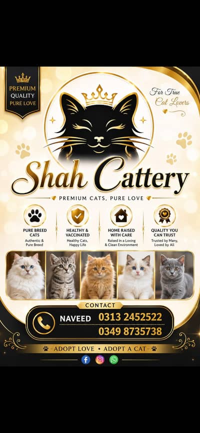 Persian kitten Available