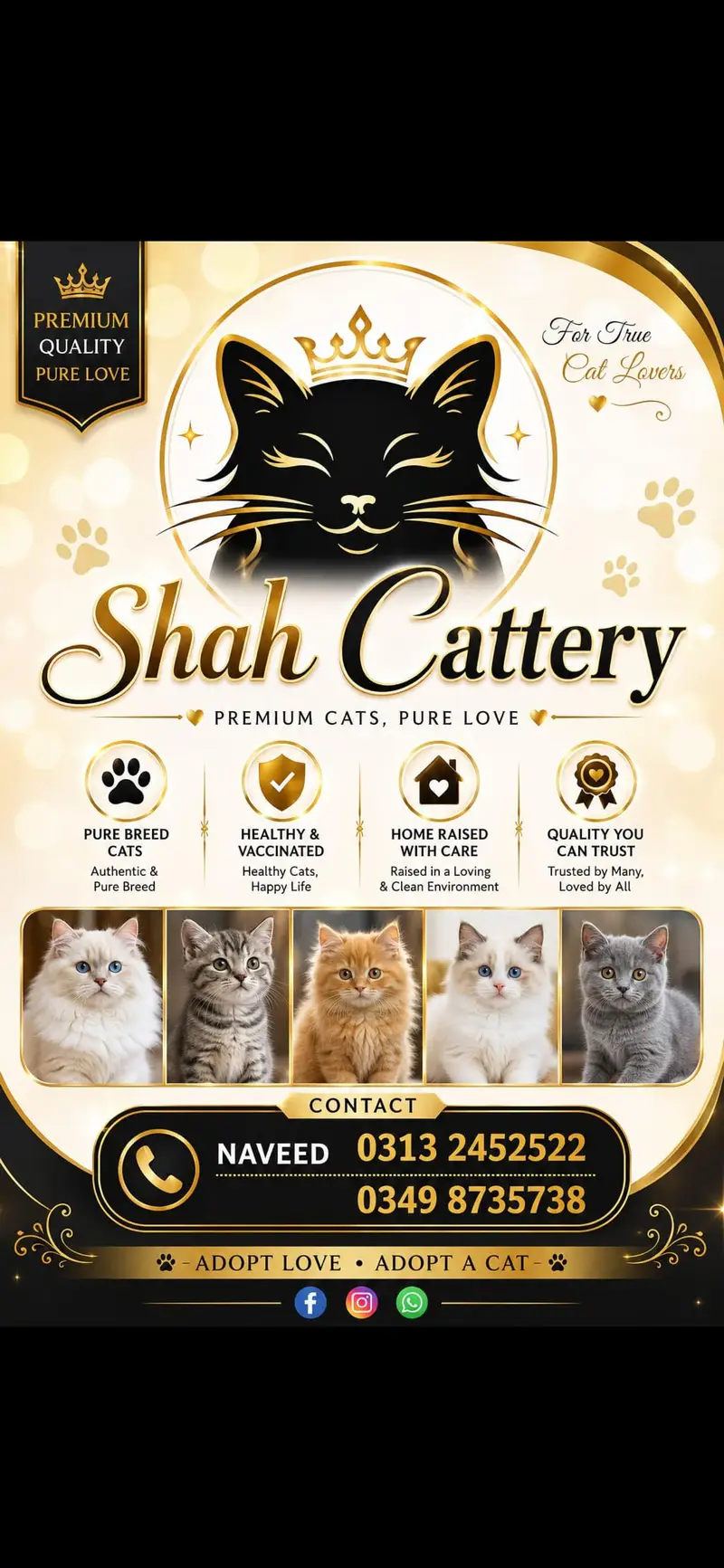 Persian kitten Available