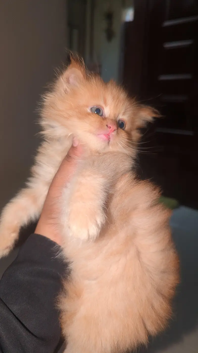 Persian kitten Available — photo 2
