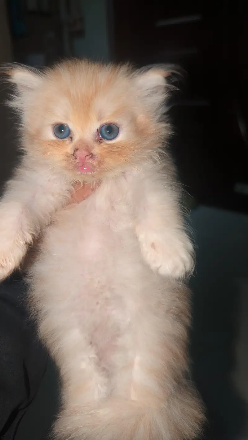 Persian kitten Available — photo 3