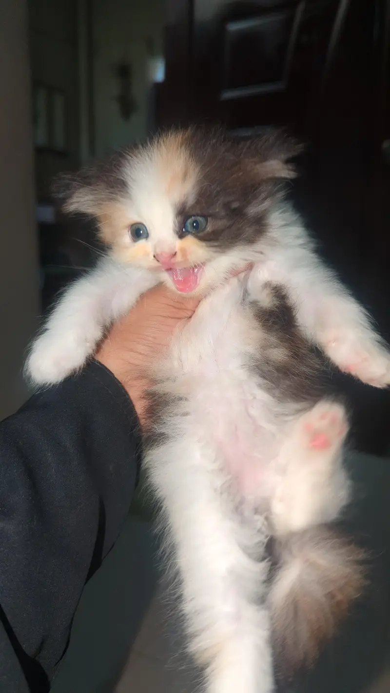 Persian kitten Available — photo 4